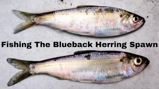 How To Fish The Blueback Herring Spawn!