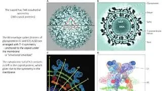 Structure of viruses (Lecture 4)