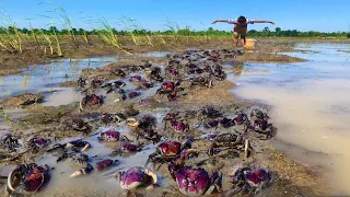 Wow wow wow amazing catch a lot of crabs at rice field by a fisherman skill