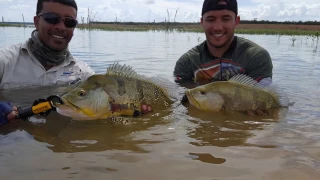 Os gigantes amarelos de Três Marias #Pescaria de tucunaré