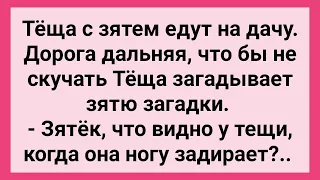 Теща Развлекается с Зятем! Сборник Смешных Свежих Жизненных Анекдотов для Настроения!