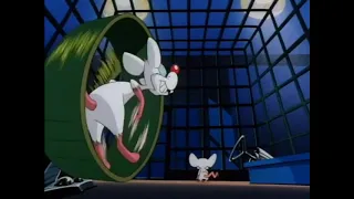 Animaniacs - Intro (German) (Pinky and the Brain) (V2)