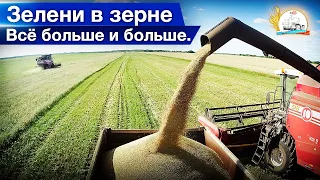 Жнём яровую пшеницу на двух Палессе и одном Акросе. Работа на МАЗ-5551 в уборку.