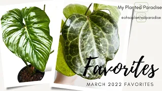 March Houseplant Favorites! Philodendrons, Hoyas, Anthuriums, and more!