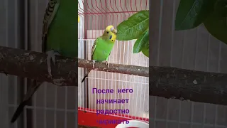 Приручаем попугайчика