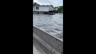 Man Rescues Horses From Texas Flood