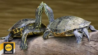 Mascota : ¿Cómo a cuidar a una tortuga acuática en invierno?│RPP