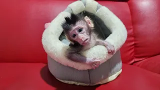 Newborn Baby Monkey Cute Drink Warm Milk