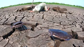 it's amazing technique! catch underground monster catfish a lot in field by hand a smart fisherman