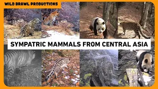 Camera Traps Show Leopard, Snow Leopard, Tiger, Giant panda etc sharing same habitat in central asia