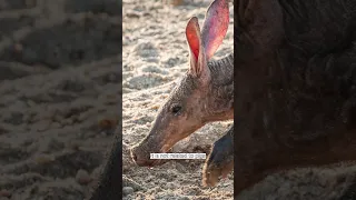 Aardvark: Earth's Nocturnal Termite Slayer 🐜🌙#animal #shorts #short #video #youtube #viral #world
