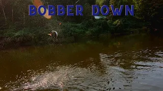 BOBBER DOWN action filled adventure up river (chinook salmon)