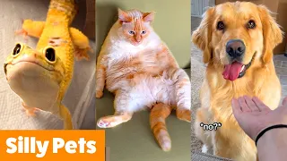 Silly Cute Animals | Funny Pet Videos