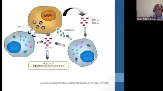 Seminario Web SIDVI: el sistema inmunológico como un factor clave para la infección por COVID-19.