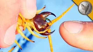 BITTEN by a GIANT DESERT CENTIPEDE!