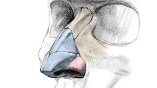 How to Draw a Nose - Anatomy and Structure