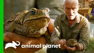 Invasive Cane Toads Are Threatening Australia's Native Wildlife | Jeremy Wade's Dark Waters