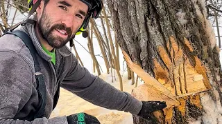 The Tree Felling Technique You’re Not Using | THE TRIPLE HINGE!