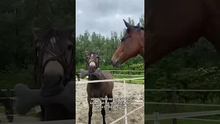 Funny horse TikTok 🤣🐴