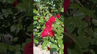 Обзор плетистой розы Дон Жуан