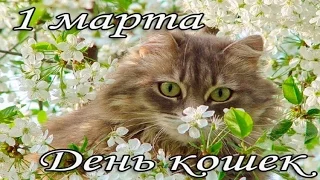 Смешные кошки .1 марта Всемирный день кошек .