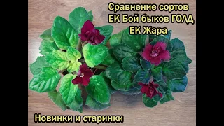 Сравнение ЕК Бой Быков голд и Ек Жара несколько новинок