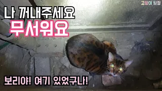 이사하는중에 이동장을 뚫고 도망간 뱅갈고양이[고양이탐정]How to find a lost cat