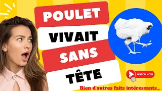 Un poulet n'avait pas de tête mais a quand même survécu plusieurs jours - Rencontrez Mike