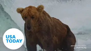 Trail camera spots famous Otis the bear's return to salmon hunt | USA TODAY