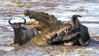 Jaws of Fate: Thrilling Encounter Between Crocodile and Wildebeest