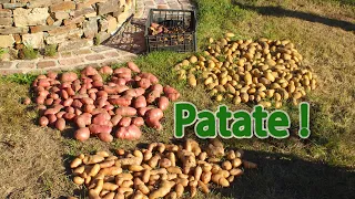 The potato cycle: planting, growing, harvesting, conservation, reproduction