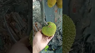 Small Plant and Jackfruit 🙏🙏😃😃