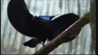 Amazing Jungle Drum & Bass Birds Of Paradise HD Video