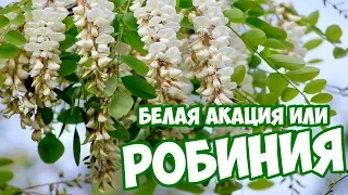 Белая Акация уход 🌺 Робиния 💮 Польза Акации