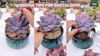 Mẹo chăm sóc sen đá | Nice Tips for Succulents | 多肉植物| 다육이들 | Suculentas