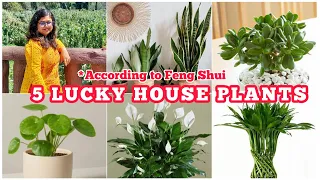 Top 5 Lucky House Plants #indoorplants  5 Vastu Plants #fengshuihouseplant  @IMGARDENER 🌿