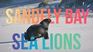 Sea Lions of Dunedin | Sandfly bay | New Zealand