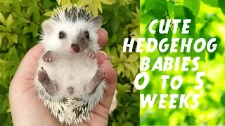 WATCH HEDGEHOG BABIES GROW UP - 0-35 DAYS  | Törpesün babák fejlődése