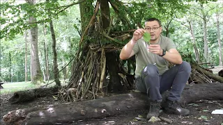 La chronique nature : le plantain lancéolé