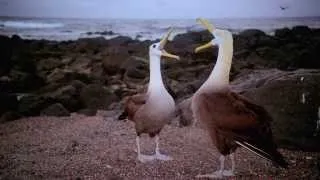 Galapagos 3D Narrated by Jeff Corwin - Official | Digital 3D Version