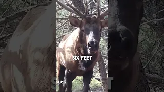 Bull Elk Encounter At 6 Feet!!!