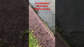 Weltrekord beim Grundel fangen, Mittellandkanal Hannover #Angelnmittellndkanal #grundelnfangen #Köfi