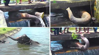 Trapped in Concrete Waters. Saving a Wild Elephant From Sri Lanka's Longest Canal.
