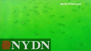 Drone captures hundreds of sharks off Florida coast