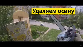 Удаляем осину по частям)) Ленинградская область