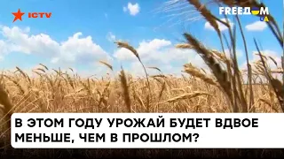 Продавать во время войны невыгодно? Сколько готовы заплатить за тонну украинского зерна — ICTV