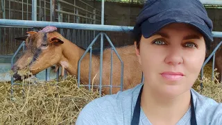 Полный процесс подготовки и искусственное осеменение коз на ферме Fontegranna, Италия.