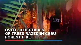 Over 30 hectares of trees razed in Cenu forest fire | ABS-CBN News