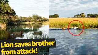 Lion saves his brother from terrifying crocodile attack