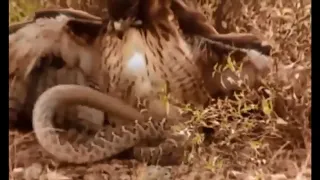 Eagle vs Cobra | النسر vsالافعى | النسر vsالثعلب | Eagle vs Fox  |The most dangerous eagle attacks